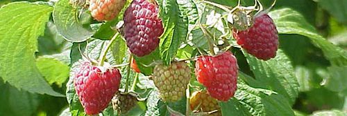Polana variety raspberry plant