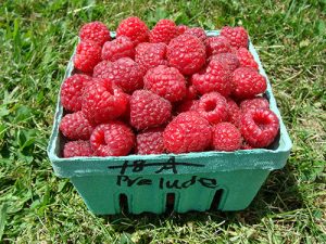 basket of Prelude variety raspberries