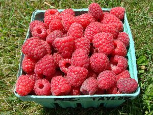 basket of Taylor variety raspberries