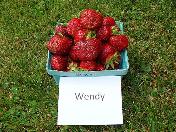 A small green basket of fresh picked Wendy strawberries