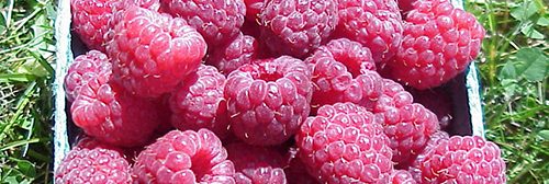Basket of Autumn Britten raspberries