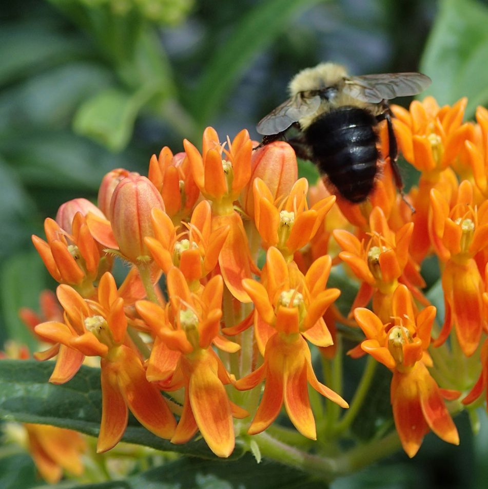 Bulletin #2076, Selecting Plants to Support Bees in Maine: Summary of ...