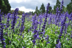 field of lavender crop