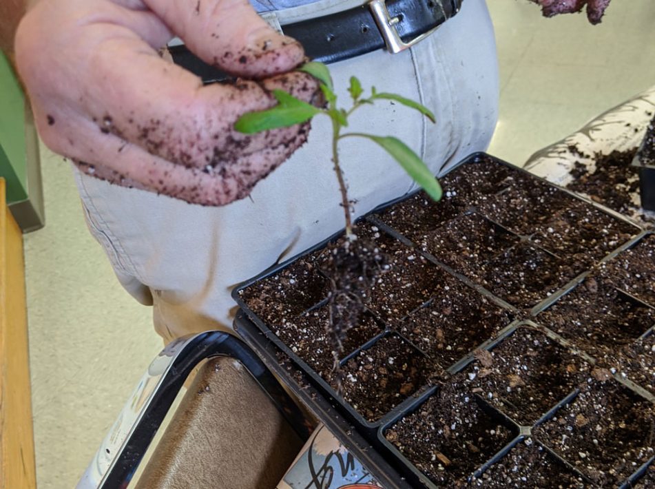 Bulletin #2751, Starting Seeds At Home - Cooperative Extension 