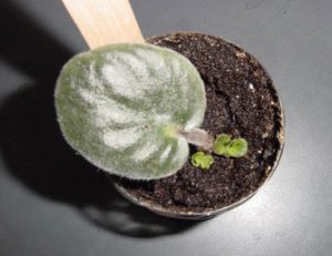 Leaf petiole cutting of African violet growing in a pot