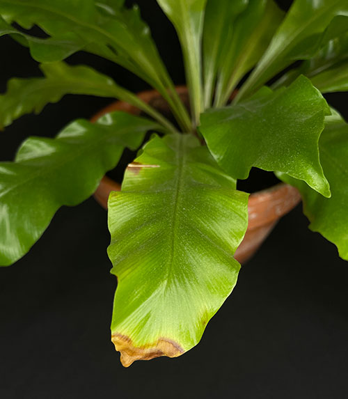plant leaves turning brown