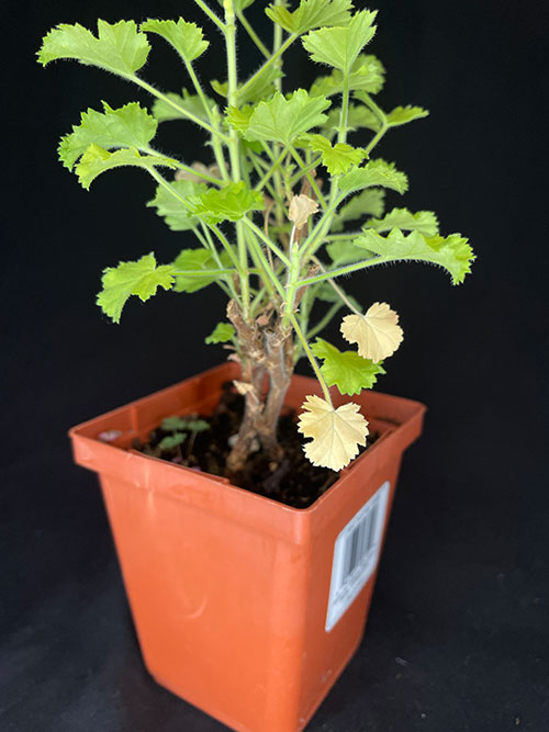 geranium with yellowing leaves