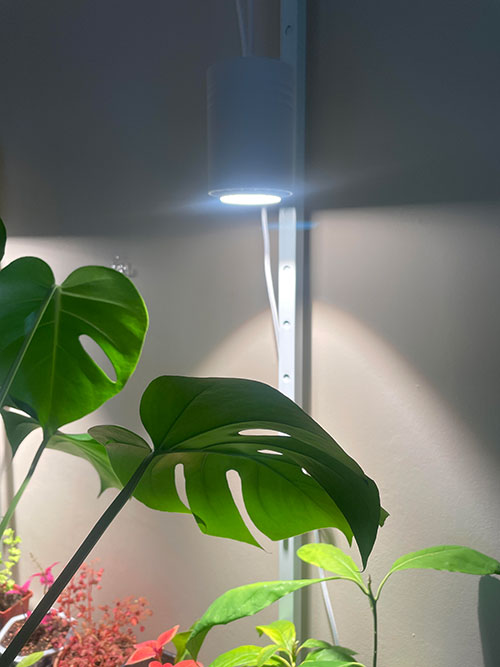 LED light shining on a houseplant