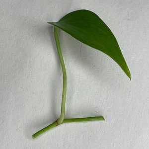 Leaf bud cutting of heartleaf philodendron growing in a pot