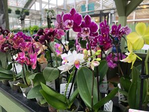 blooming orchids