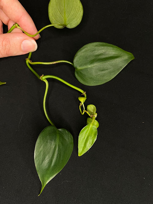 plant with undersized leaves
