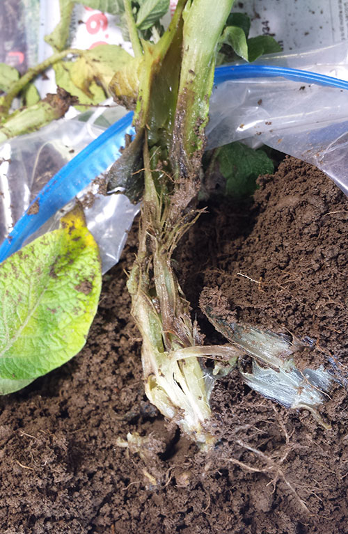 plant with stem rot