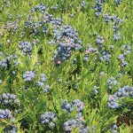 Wild Maine Blueberries