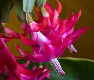 Christmas cactus blooms
