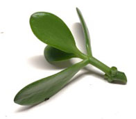 Stem tip cutting of Jade plant