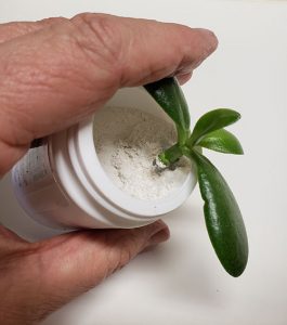 Applying rooting hormone to cutting of Jade plant