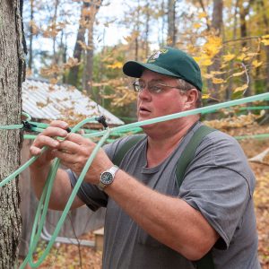 maple producer tapping trees