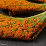 disease on plant leaf