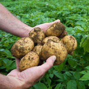 freshly dug potatoes
