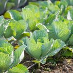 row of cabbages in garden