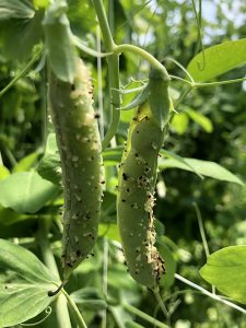 Pea pods showing Neoplasm development on the pods of pea plants grown closely together under a high tunnel. Saprophytic fungi are growing on the neoplasms on the right.
