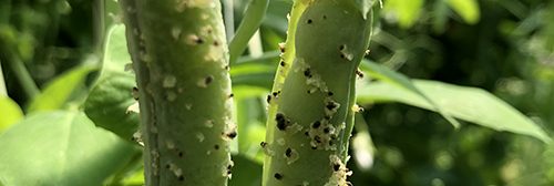 Pea pods showing Neoplasm development on the pods of pea plants grown closely together under a high tunnel. Saprophytic fungi are growing on the neoplasms on the right.