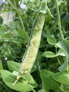 Pea pod showing Neoplasm development on the pods of pea plants.