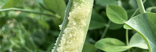 Pea pod showing Neoplasm development on the pods of pea plants.