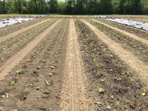 Lettuce at planting in a conventional tillage system (left) and a continuous no-till system using tarps (right)