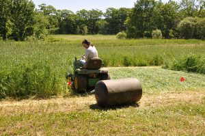 Rolling a rye-vetch cover crop with a riding mower and water-filled lawn roller attachment