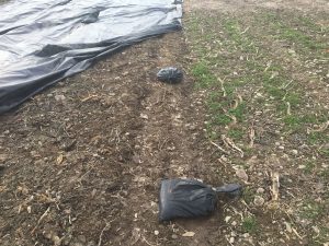 tarp lifted to show low annual weed emergence in conventionally tilled beds (left) in comparison to continuous no-till tarped beds (right)