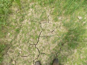 dry, cracked soil with sparse vegetation
