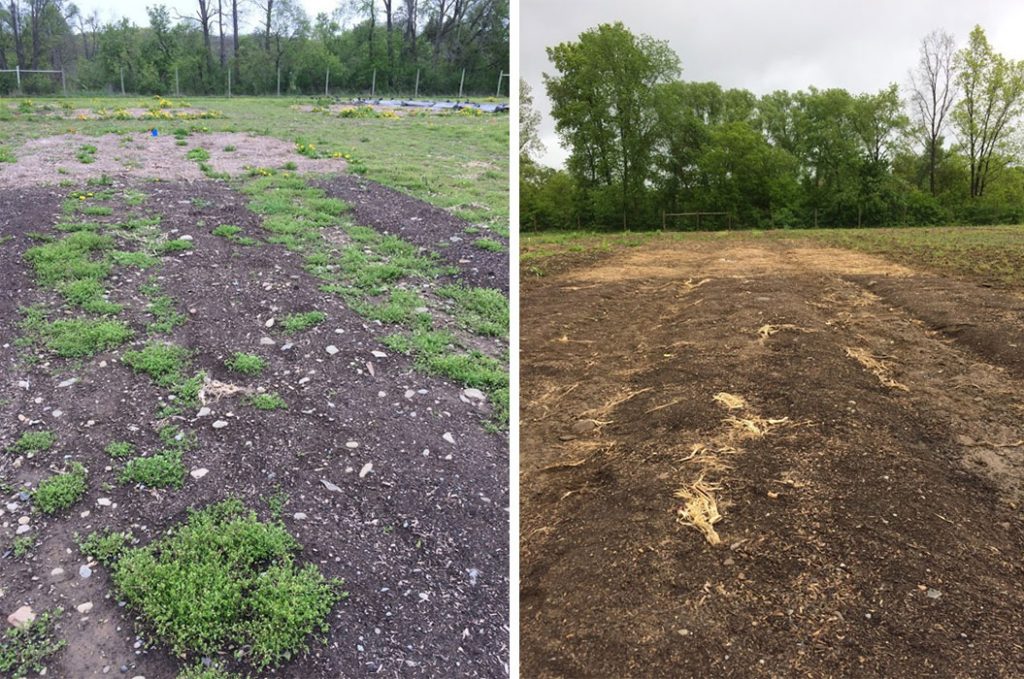 no-till compost mulch beds compared to beds where tarps were used