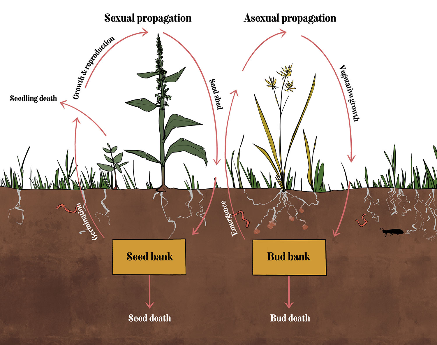 Illustration of the weed life cycle