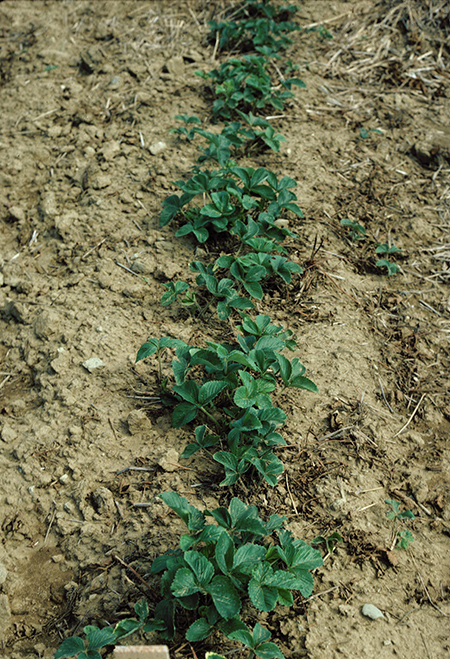 Photo showing runner plants emerging and should be placed to fill out the row to the desired two-foot width, similar to the planting year.