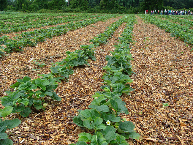 Image showing the use of bark chips as a mulch between rows of strawberries.