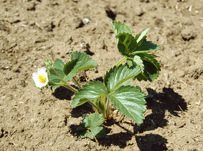 Image shows new strawberry plant with flower.