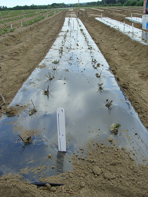 Image showing rows of strawberry plants covered with plasticulture.
