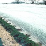 Image shows several rows of strawberry plants with “Floating” fabric covering the rows.