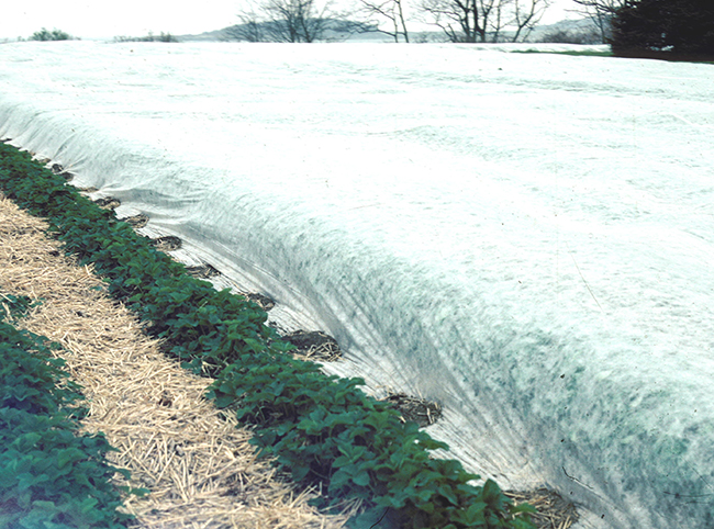 Image shows several rows of strawberry plants with “Floating” fabric covering the rows.