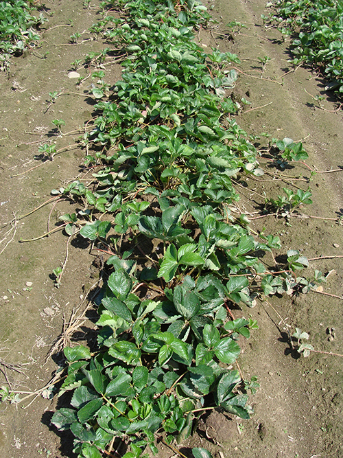 Photo showing a row of first year of strawberry plants.