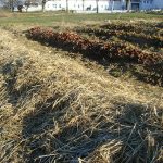 Photo showing mulch on rows of strawberry plants.