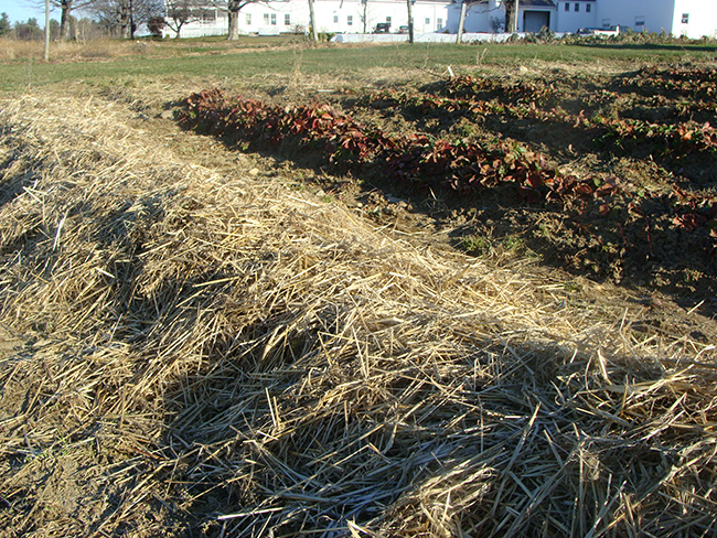 Photo showing mulch on rows of strawberry plants.