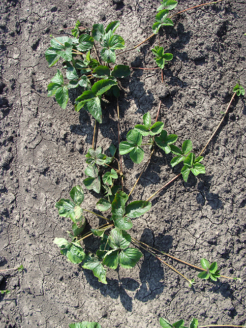 Photo showing strawberry plant runners.