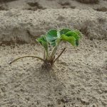 Image showing the crown of a strawberry plant growing up from the soil.