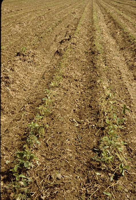 Image showing tilled strawberry field.