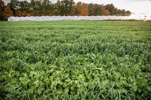 field with cover crop