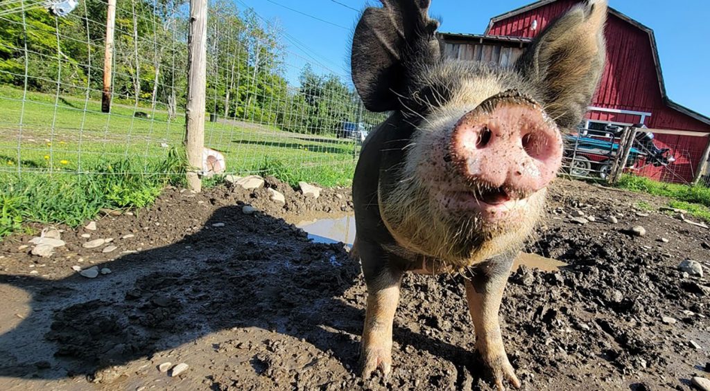 pig next to a mud puddle
