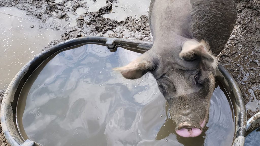 pig drinking water from a tank outdoors