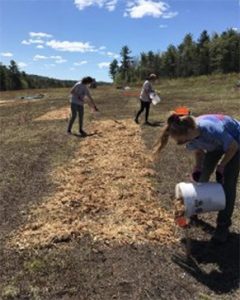 Three people working to spreader mulch in a blueberry field.
